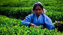 Ceylon Tea Tour | 10 Days