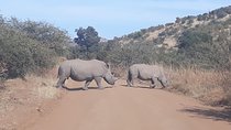 Pilanesberg national park & sun city tour