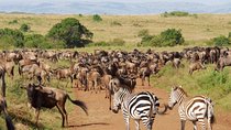 10 Days Wildebeest Migration Safari Package 2021