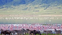 Ngorongoro Crater -Best safari