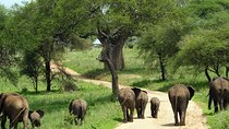 Tarangire National Park elephant view