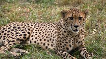 4 Days Kenya Great Safari To Great Maasai Mara Game Reserve
