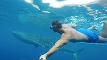 Oslob Whale Shark Watching