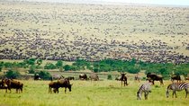  5 Days Masai Mara Wildebeest Migration Safari Packages 2021