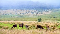 Horton Plains National Park Tour From Nuwara Eliya With Holiday Walkers Srilanka