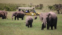4 Days Masai Mara and Lake Nakuru Lodge Private Tour 