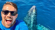 From Maalaea: Whale Watching Tour Aboard the Quicksilver