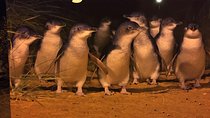 Unforgettable Private Penguin Tour with Premium Penguin Tickets