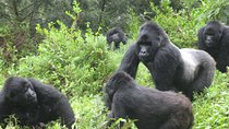 10days Uganda Mountain Gorillas, Volcanoes and lake bunyonyi