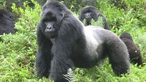 8days Mountain Gorillas Chimpanzee Treks and wildlife safari