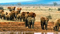 5 Days Amboseli, Tsavo West and Tsavo East National Park Safari