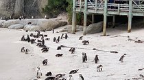 Boulders beach penguins and Wine tasting full day tour