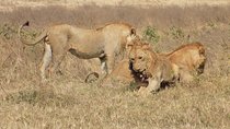 Private 4 Days Wildlife Safari at Tanzania