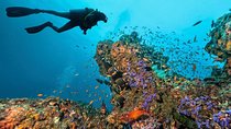 Diving in Hurghada