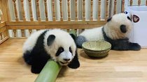 Customizable Chengdu Panda Base One Day Tour