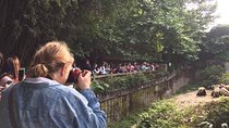 Chengdu Panda Base and Leshan Giant Buddha in One Day
