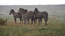 Tanzania Lodge Safari 5 Days- Tarangire Np, Ngorongoro Crater & Serengeti Np