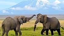 3 Days 2 Nights Amboseli Safari