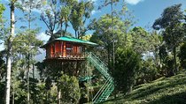 Treehouse stay in munnar