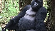 3 day Safari with Gorilla tracking in Bwindi NP
