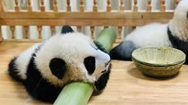 Chengdu One Day Trip of Panda Base Plus Your Choice