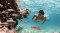Marinarium Snorkeling Cruise from Punta Cana