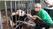 Dujiangyan Panda Base Volunteer Experience Trip
