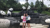 Chengdu Wolong Panda Base Volunteer Experience Trip