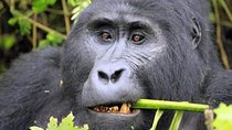 6 Days Gorilla & Chimpanzee Safari in Uganda