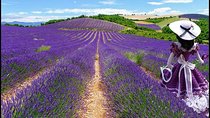 Nice: Gorges of Verdon and Fields of Lavender Tour