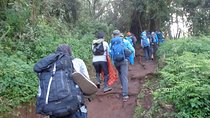 1 Day Kilimanjaro trek via Marangu Route