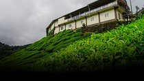 Tea Factory Tour at Galle (Pitigala)