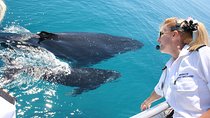 Brisbane Whale Watching Cruise from Redcliffe or Sunshine Coast