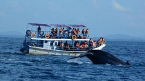 Bespoke Whale Watching Cruise to witness finned giants – Mirissa