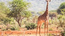 Affordable Short Tanzania Safari (2 Days Camping Safari)