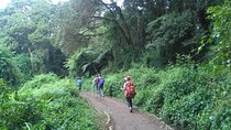 Book Day Hike at Rau Forest Reserve, Near Moshi Town in Tanzania