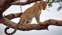 1 Day Tanzania Wildlife Safaris in Tarangire National Park
