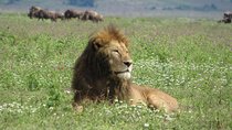 Tanzania Wildlife Budget Safaris full day in Arusha National Park