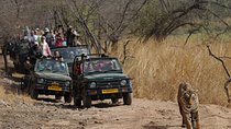 8 Days Delhi Agra Ranthambore Udaipur Jaipur Delhi Private Tour