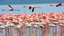 Lake Nakuru Day Trip From Nairobi