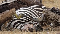 4 Day Serengeti and Ngorongoro crater