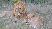 4 Days, 3 Nights Premium Luxury Tour to Masai Mara Game Reserve