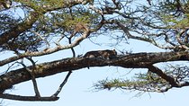 3 Days Lake Manyara, Ngorogoro Crater, Tarangire National Park