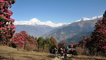 Nepal Round Tour with Annapurna Trek 14 Days