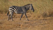 2 Days Amboseli National Park Safari