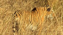 Ranthambore Same Day Experience