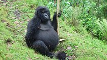 3 days Gorilla trekking from Kampala