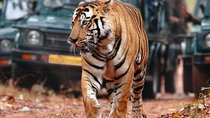 8-Day Golden Triangle Tour with Ranthambore Safari & Pushkar