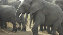1 Day Tarangire National Park Day Tours