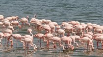 1 Day Lake Manyara Day Trip